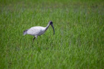 The Black-headed Ibis is a large bird. It has a long slender black mouth. The tip of the mouth is curved down a lot. Which is a distinctive feature of the ibis The upper head and neck are black.