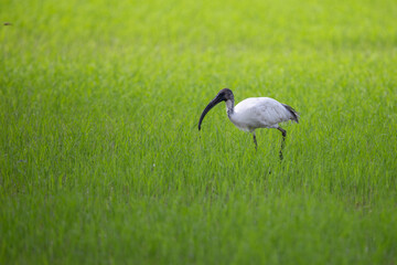 Obraz na płótnie Canvas The Black-headed Ibis is a large bird. It has a long slender black mouth. The tip of the mouth is curved down a lot. Which is a distinctive feature of the ibis The upper head and neck are black.