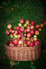 Apple harvest background, wicker basket on green wet grass after rain. Spilled apples from a basket lying on the grass. Selective focus