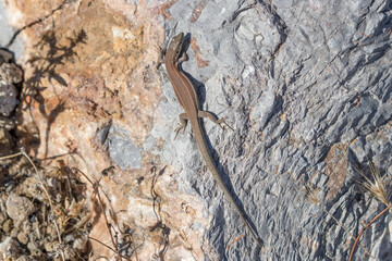 Podarcis hispanica lizard lying on a rock on a sunny day