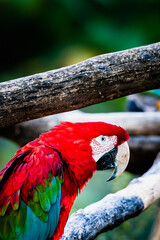 Magnifique ara chloroptère au plumage coloré