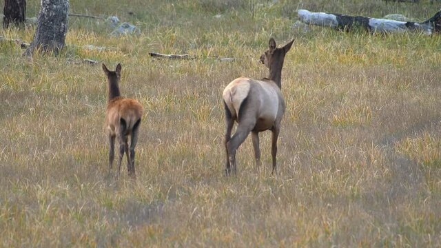 Female elk mother and calf look at camera then calmly walk away through grassy meadow in the mountains.