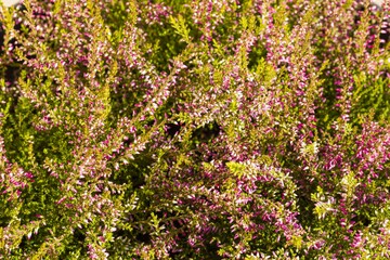 View of decorative green plant with pink flowers. Beautiful natural backgrounds.  