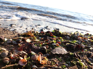 Obraz premium seaweed on the beach