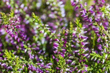 Fototapeta premium Close up view of decorative green plant with purple flowers. Beautiful natural backgrounds. 
