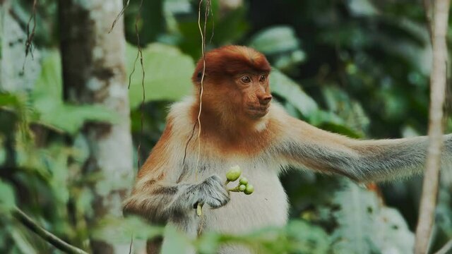 Cinemagraph of a proboscis watching and eating. Loopable cinemagraph plotagraph effect.