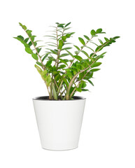 House plant in pot isolated on white background