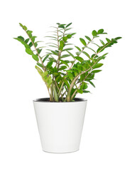 Fototapeta premium House plant in pot isolated on white background
