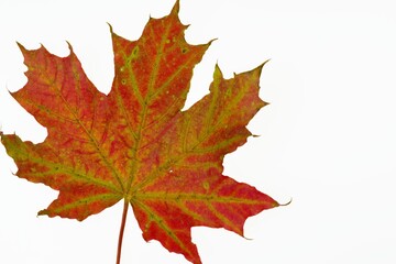 Obraz premium Close up macro view of gorgeous red maple leaves isolated on white background. Autumn concept. 