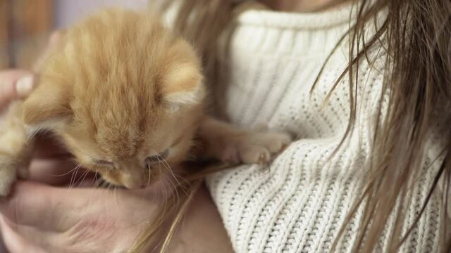 Woman holding cute young baby ginger kitten in hands medium shot