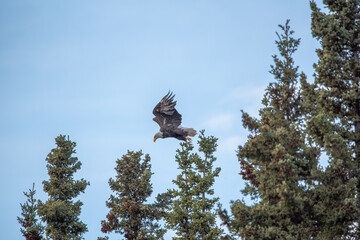Large adult bald eagle flying off a tree top after being perched. Taken in the autumn fall season in September in northern Canada, Yukon Territory. 