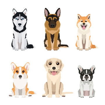 Set of different dog breeds: pembroke welsh corgi, husky, labrador retriever, german shepherd, akita and french bulldog. Vector illustrations isolated on white background