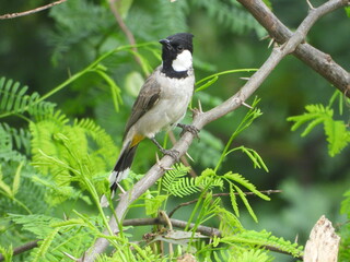 bird, nature, wildlife, branch, animal, wild, tree, birds, great tit, white, green, black, beak,...