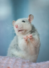 Cute rat.