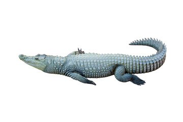 Crocodile or alligator isolated on white background.