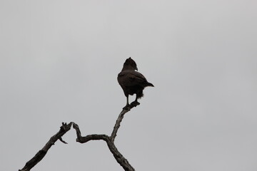 Photo Taken in Kruger National Park