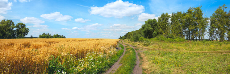 Fototapeta na wymiar Beautiful summer panoramic scene with rural road and ripe oat field during sunny day.