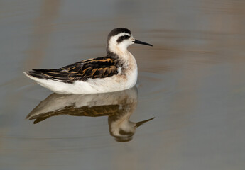 Red-necked phalarope swimming at Asker Marsh, Bahrain