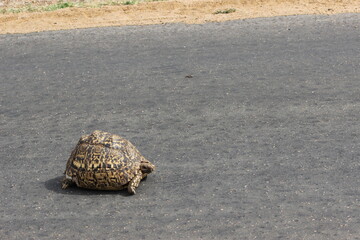 Photo Taken in Kruger National Park