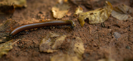 A close up photo of millipede in the forest. Bulgaria.