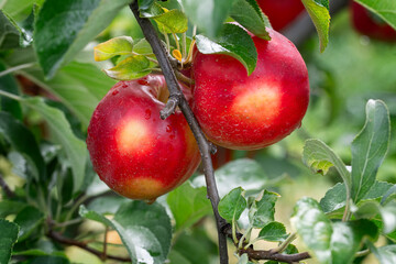 two apples on the branch ready for picking  at harvest