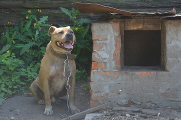 american staffordshire terrier