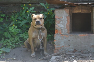 american staffordshire terrier