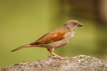 Northern grey-headed sparrow (Passer griseus) on a rock, Mgahinga Gorilla National Park , Uganda.