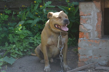 american staffordshire terrier