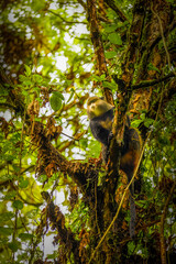 Wild and very rare golden monkey ( Cercopithecus kandti) in the rainforest. Unique and endangered animal close up in nature habitat.	
