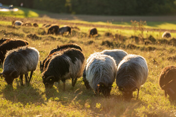 Schafe im Herbst