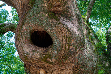 Obraz premium Tree hollow