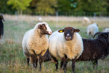 Obraz premium Schafe im Herbst