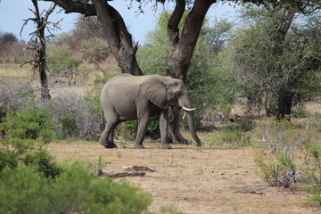 Naklejka premium Photo Taken in Kruger National Park