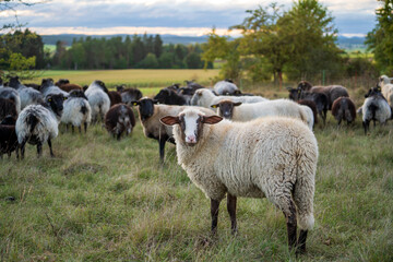 Fototapeta na wymiar Schafe im Herbst