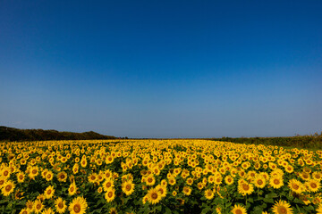 many sunflowers