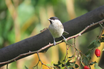 Marsh tit (Poecile palustris) perching on a beautiful tree branch. Beautiful marsh tit perching.