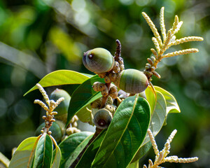 acorns 