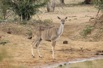 Photo Taken in Kruger National Park