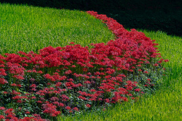 the village of Lycoris radiata in Fukuoka, Japan 