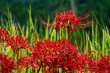 Lycoris radiata 