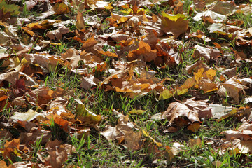 autumn leaves on the grass