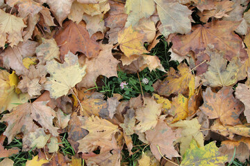 autumn leaves on the ground