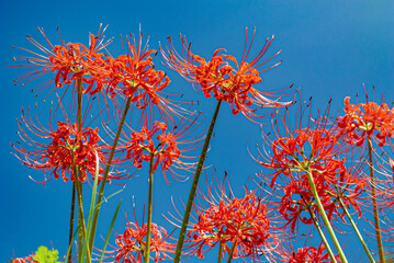 Lycoris radiata 