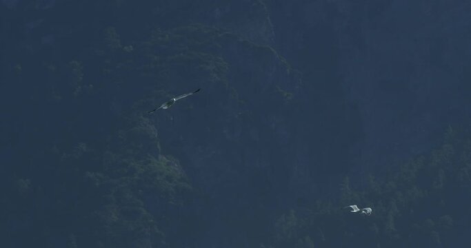 Establishing Shot, Birds Flying Around, Rocky mountain background.