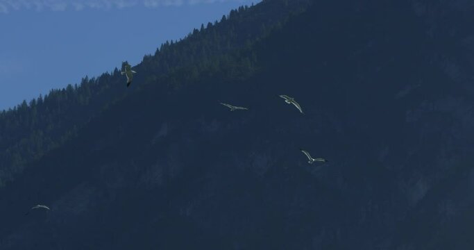 Tilting up Shot, Birds Flying above and moving around, Mountain range in the background.