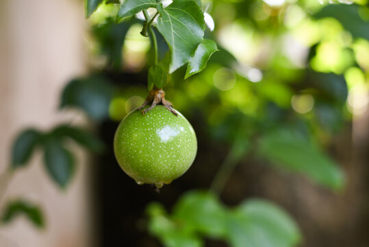 Raw green organic passion fruit hanging on branch of the creeper on tree, Kerala India. Shot in natural light.