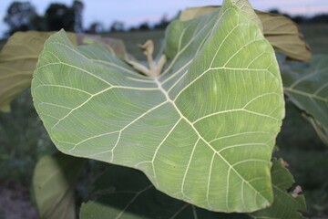 leaf of a teak tree