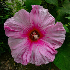 Naklejka premium Hawaiian hibiscus