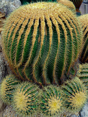 Echinocactus grusonii in the Japanese botanical garden 